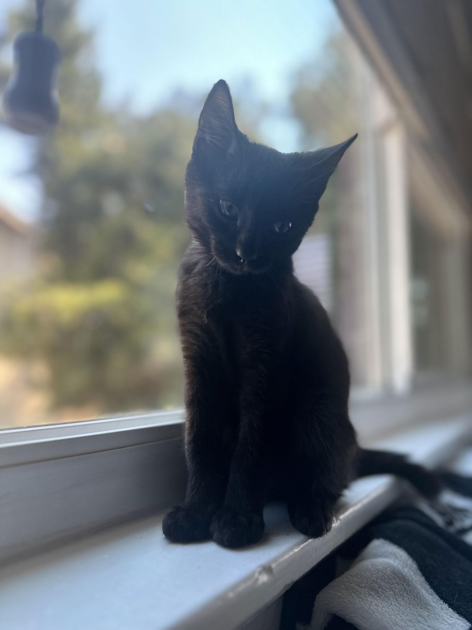 Boo ( Nicole ), a Adoptable mixed breed in Vallejo, CA image 3/3