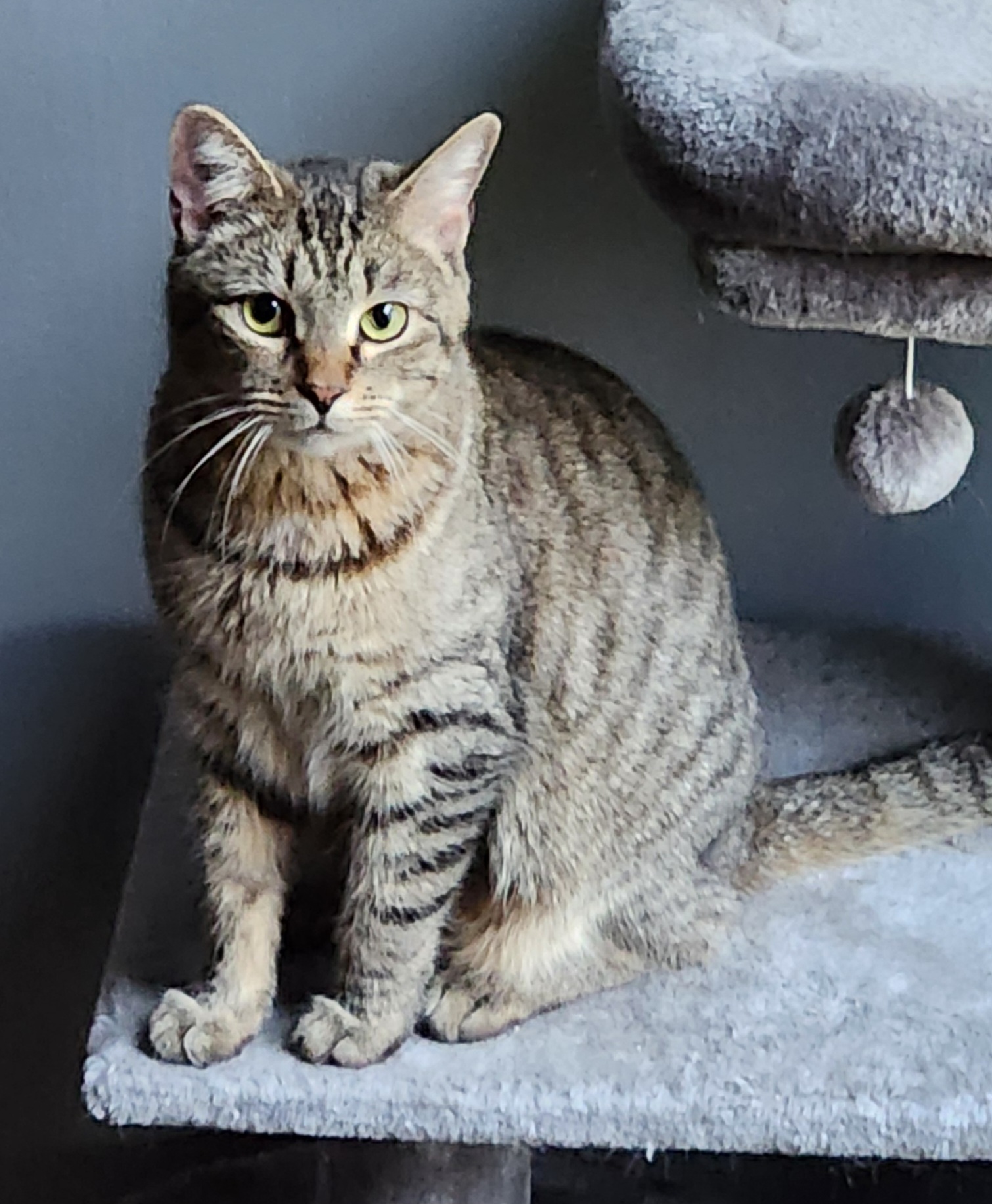 Molly, a Adoptable Domestic Short Hair in Columbia, SC image 1/2