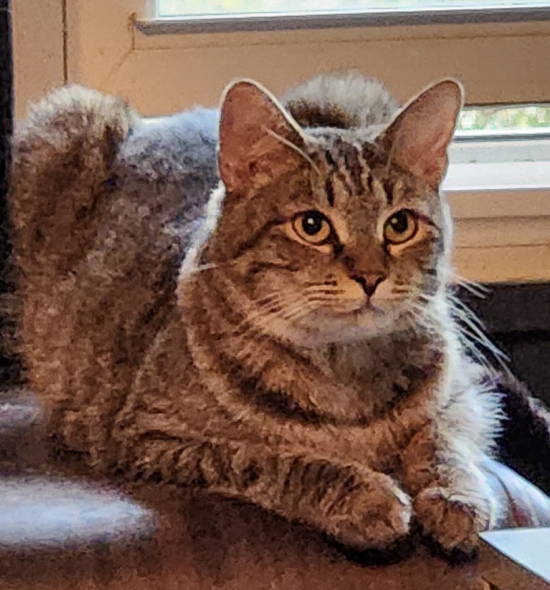 Molly, a Adoptable Domestic Short Hair in Columbia, SC image 2/2