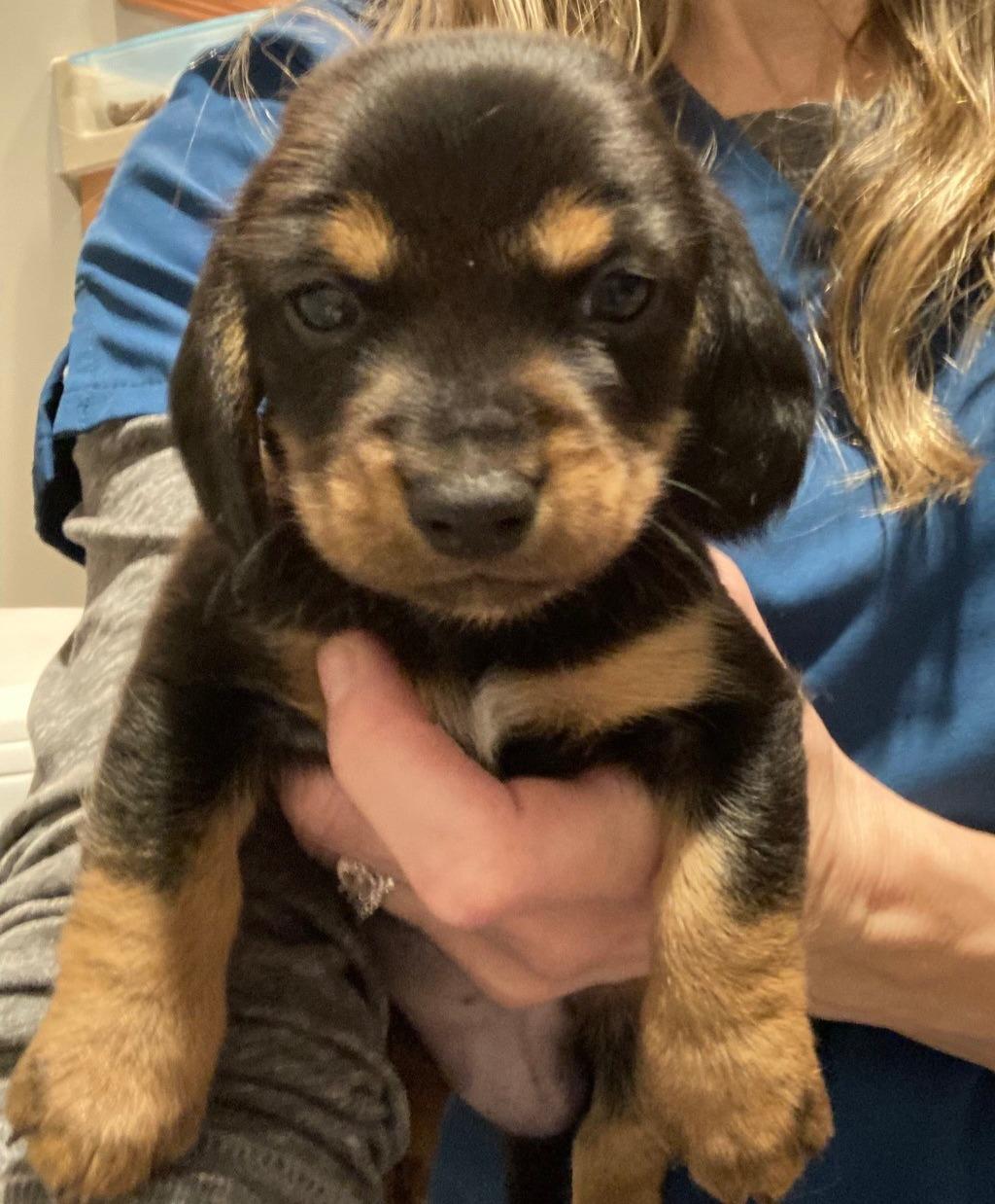 Brochacho, Adoptable, Puppy Male Beagle & Mixed Breed.