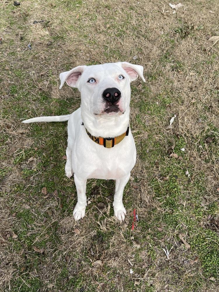 Knox, Adoptable, Adult Male Catahoula Leopard Dog & Pit Bull Terrier.