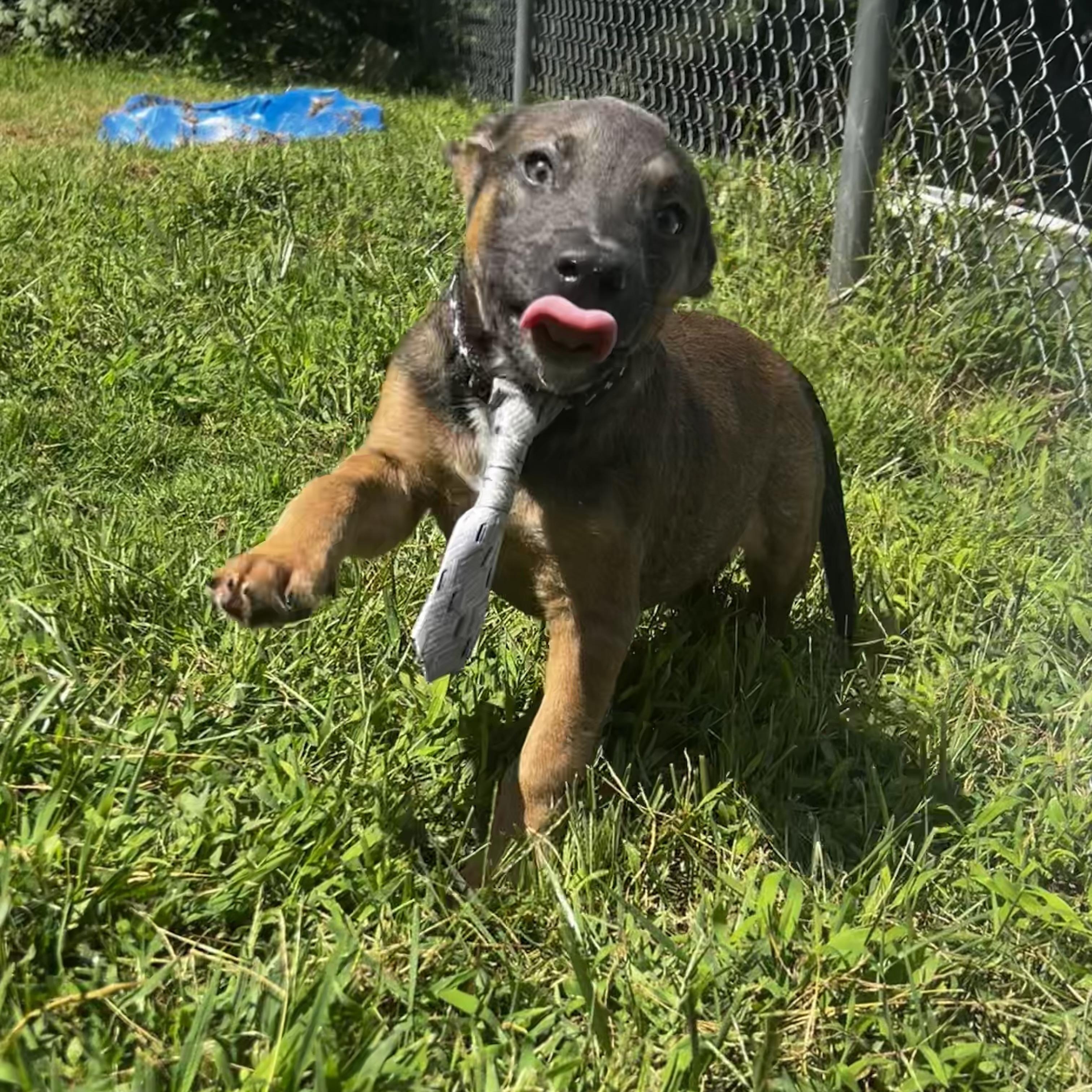 Cocoa Puff