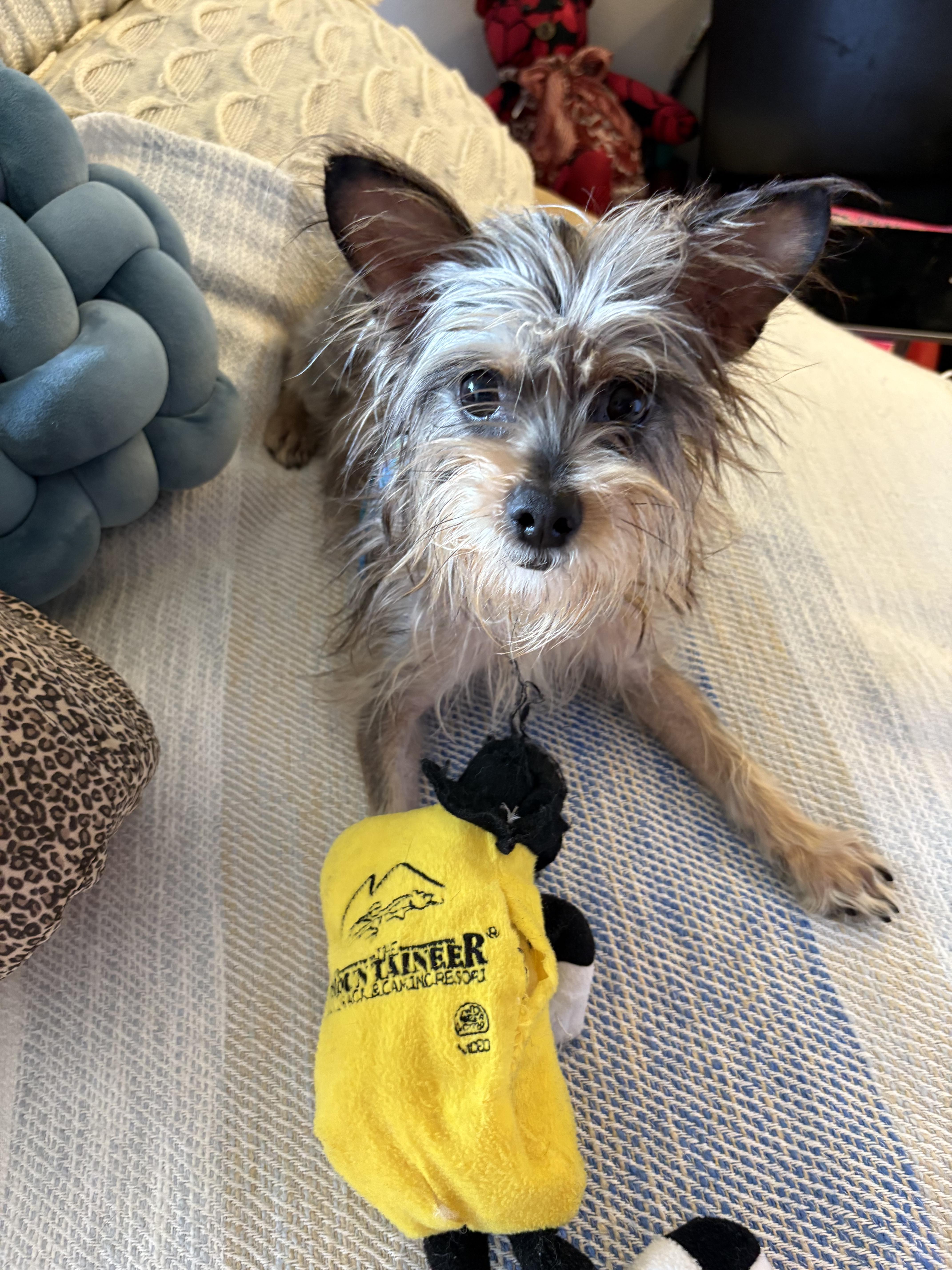 Peanut, Young Male Yorkshire Terrier