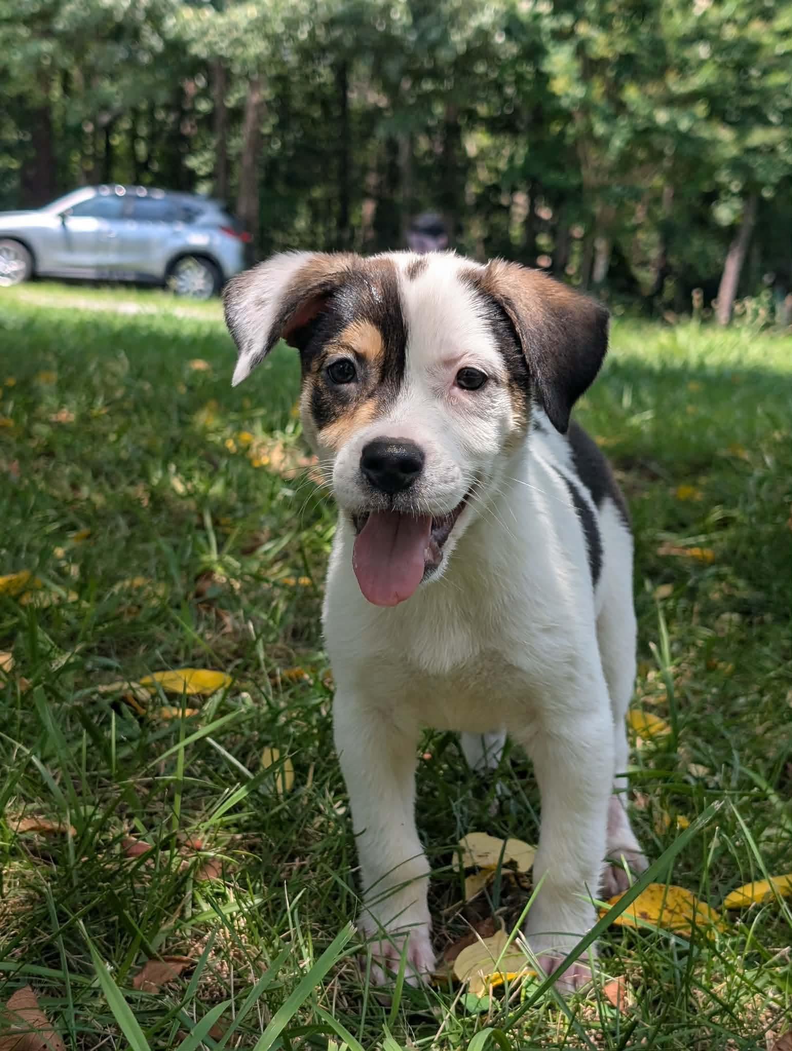 Josie, Adoptable, Puppy Female Hound & Labrador Retriever.