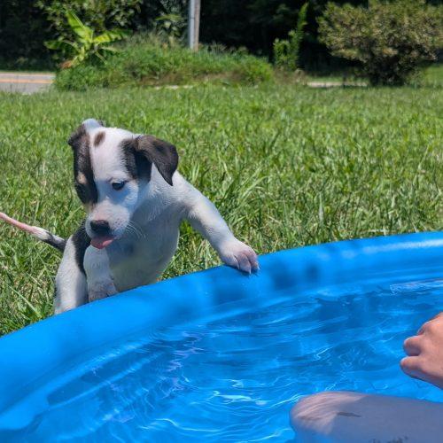 Enlarge Josie, a Adoptable mixed breed in Sanford, NC image 2/6