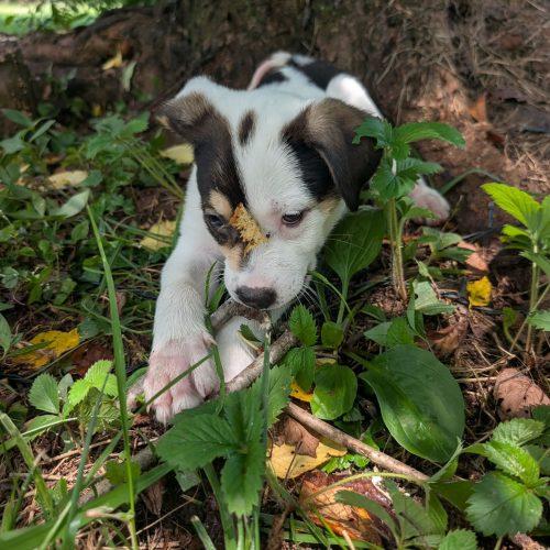 Enlarge Josie, a Adoptable mixed breed in Sanford, NC image 3/6