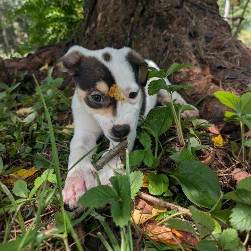 Enlarge Josie, a Adoptable mixed breed in Sanford, NC image 4/6