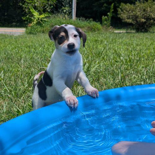 Enlarge Josie, a Adoptable mixed breed in Sanford, NC image 5/6