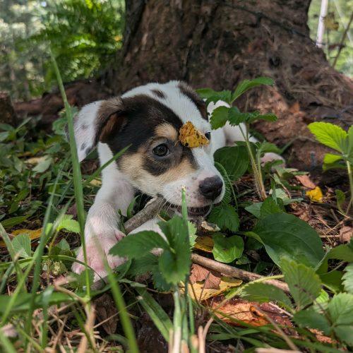 Enlarge Josie, a Adoptable mixed breed in Sanford, NC image 6/6
