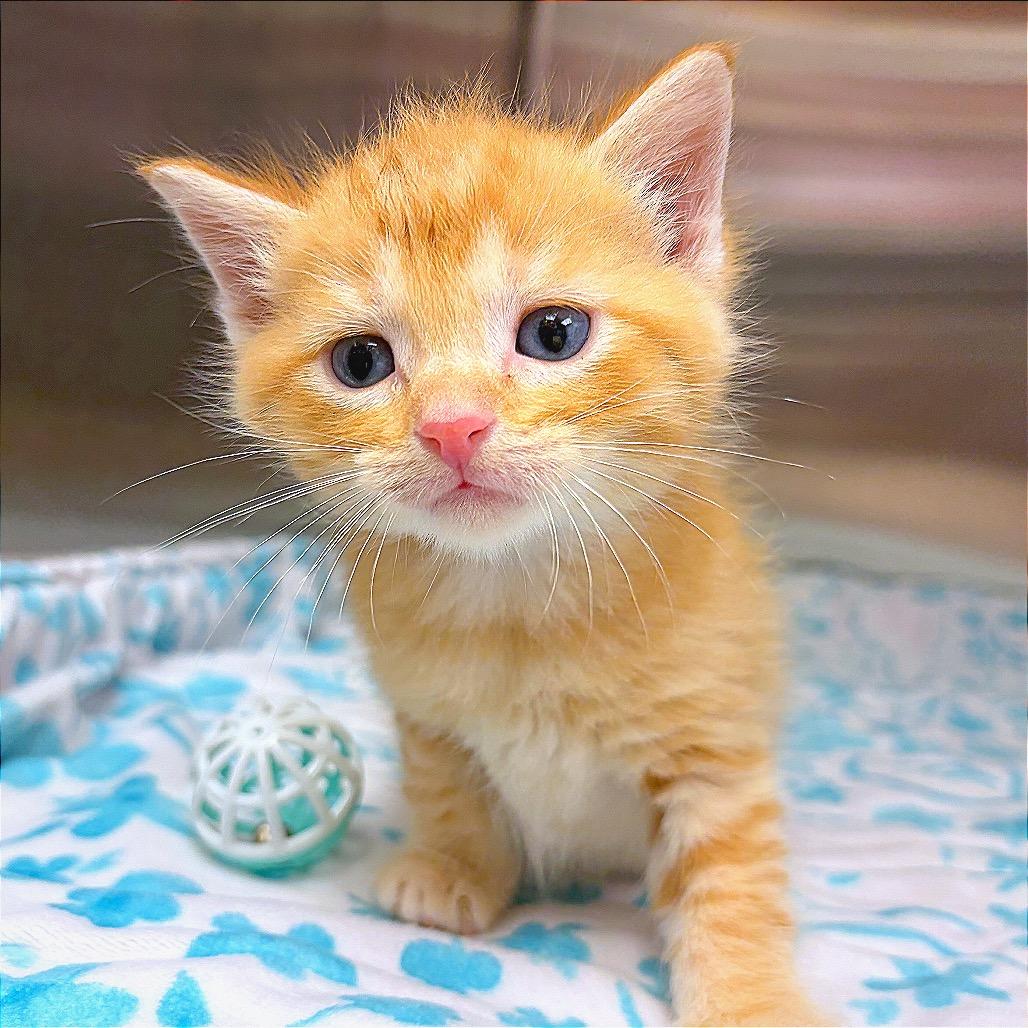 Julius, a Adoptable Domestic Medium Hair in Hannibal, MO image 1/6
