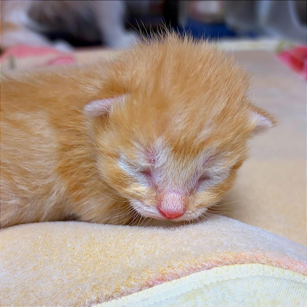 Julius, a Adoptable Domestic Medium Hair in Hannibal, MO image 2/6