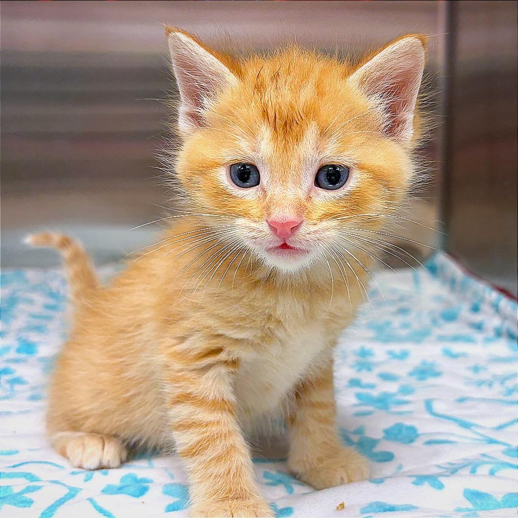 Julius, a Adoptable Domestic Medium Hair in Hannibal, MO image 3/6