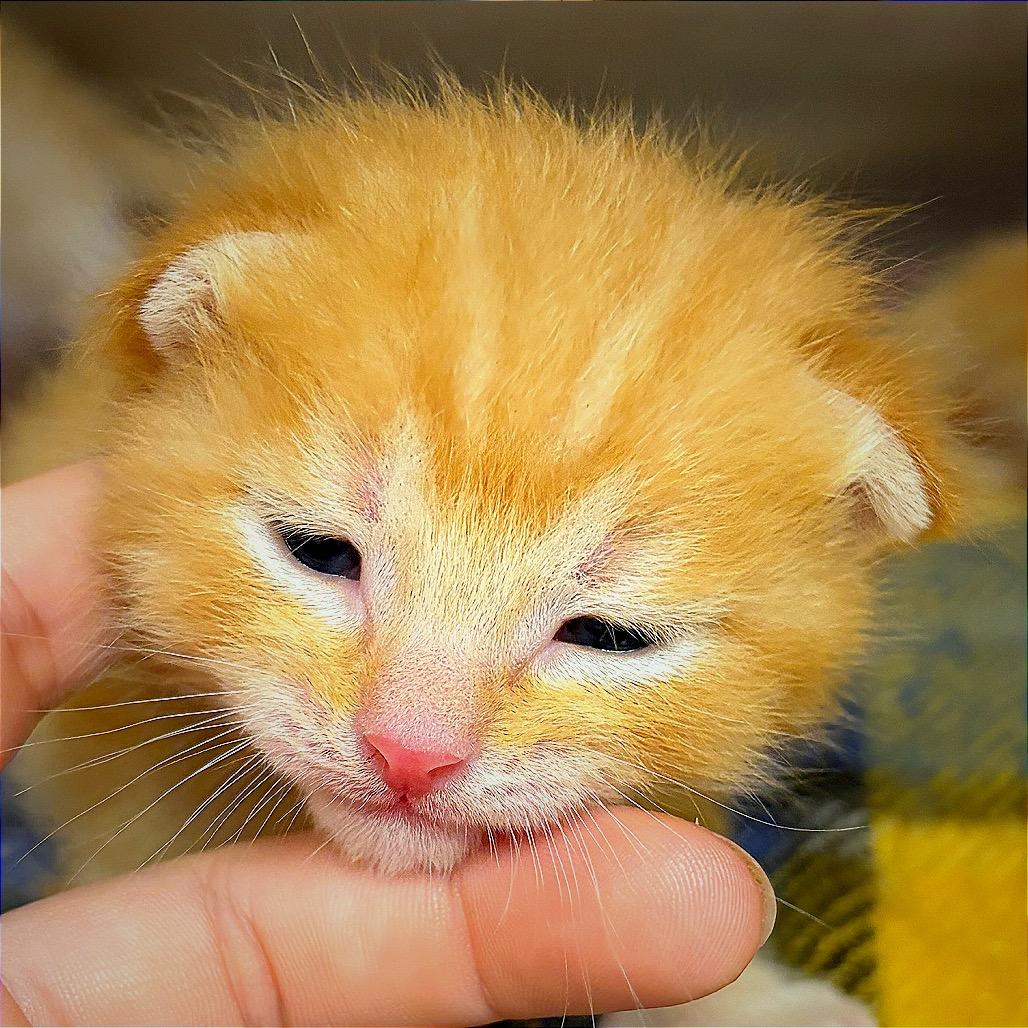 Julius, a Adoptable Domestic Medium Hair in Hannibal, MO image 5/6