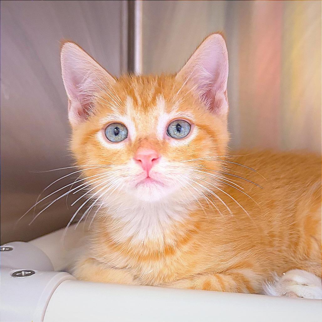 Julius, a Adoptable Domestic Medium Hair in Hannibal, MO image 6/6