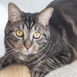 Schnitzel, ADOPTABLE, Adult Male Domestic Short Hair.