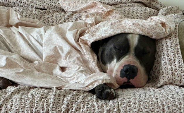 Benny (Courtesy), Adoptable, Adult Male Staffordshire Bull Terrier.