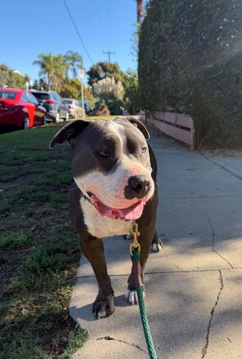 Benny (Courtesy), a Adoptable Staffordshire Bull Terrier in Aurora, CO image 2/3