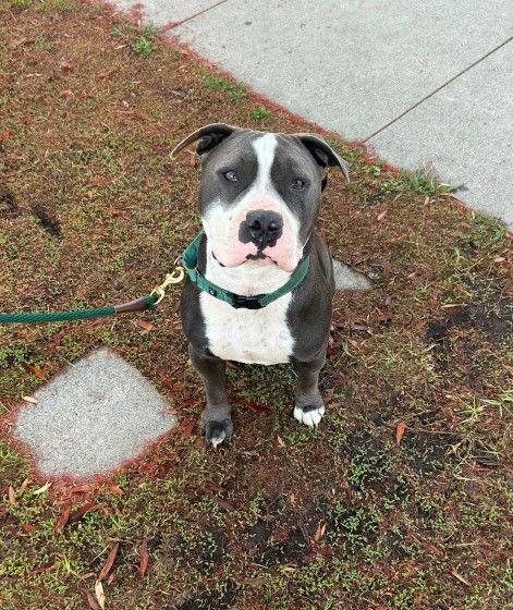 Benny (Courtesy), a Adoptable Staffordshire Bull Terrier in Aurora, CO image 3/3