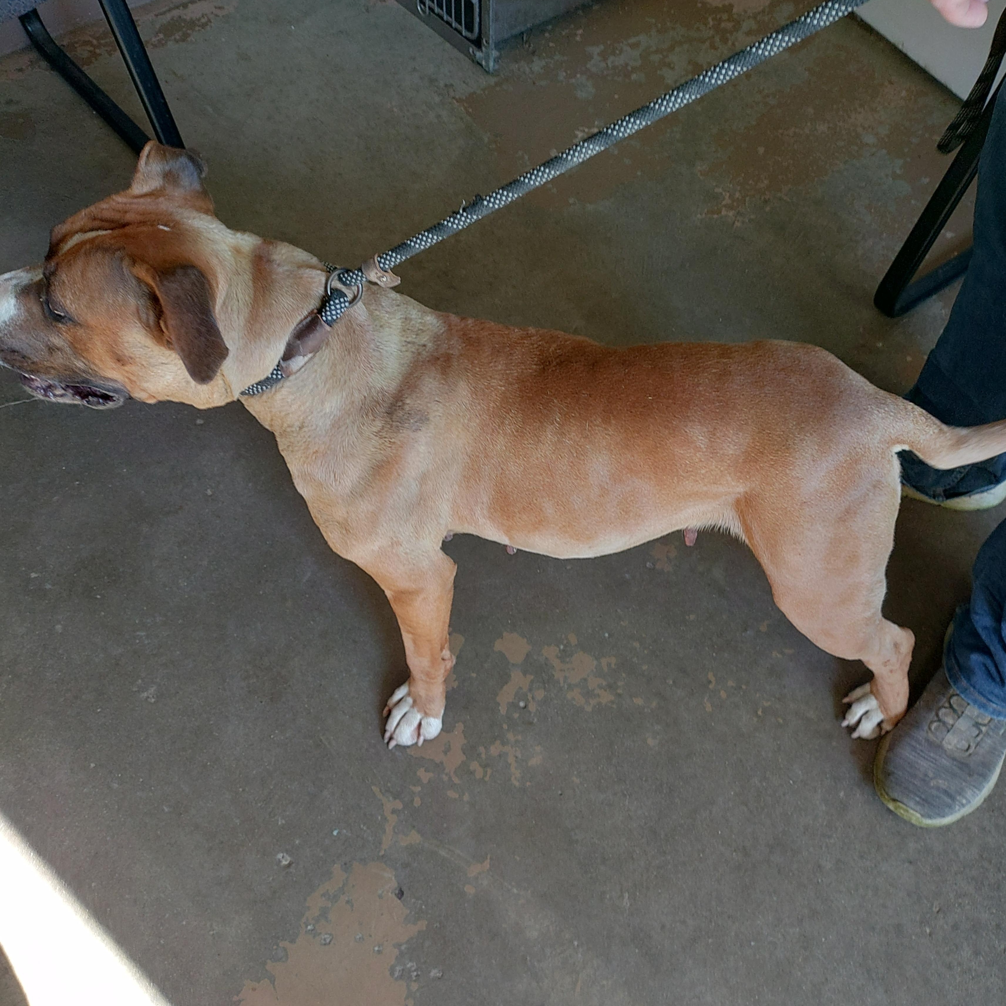 26-062, an adopted mixed breed in Carrollton, OH image 2/3