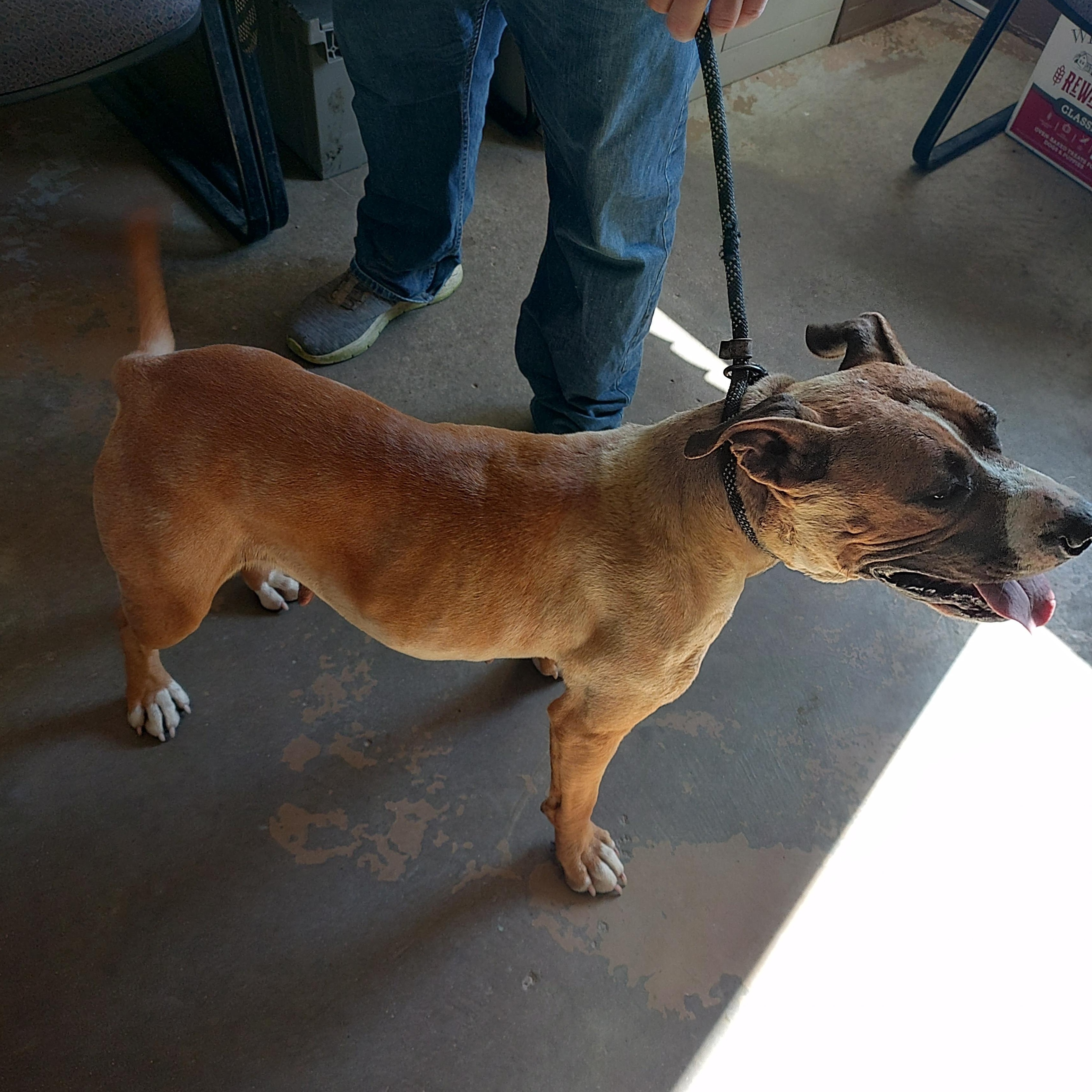 26-062, an adopted mixed breed in Carrollton, OH image 3/3