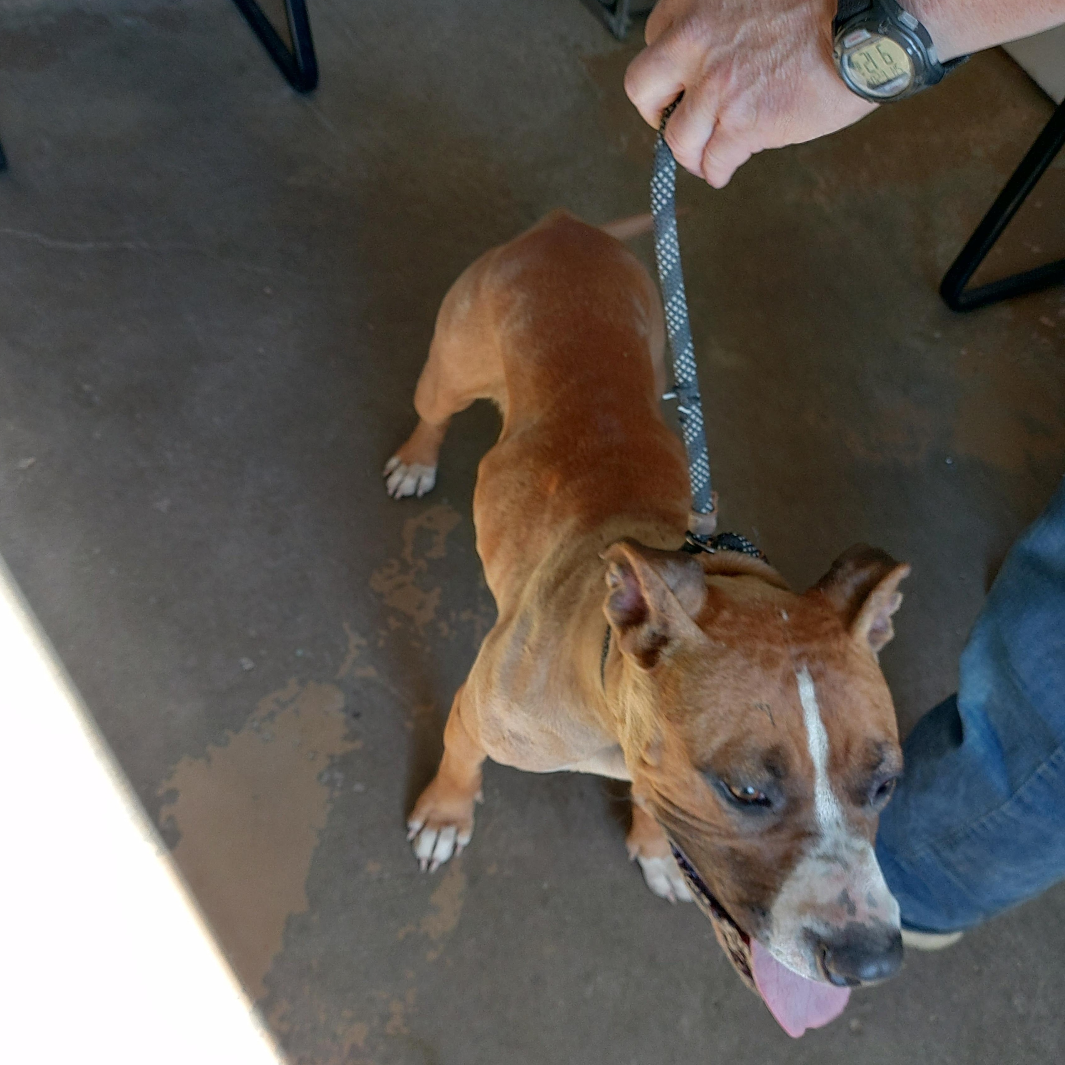 26-062, an adopted mixed breed in Carrollton, OH image 1/3