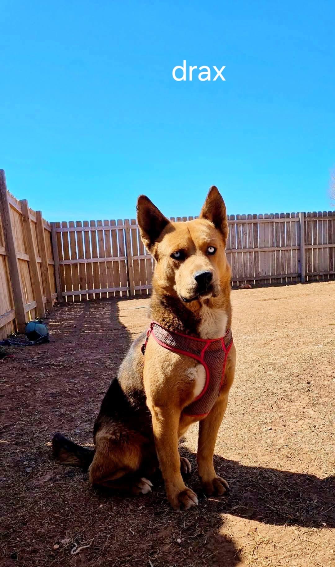 lol-Drax, an adoptable Husky, Shepherd in Billings, MT, 59101 | Photo Image 2