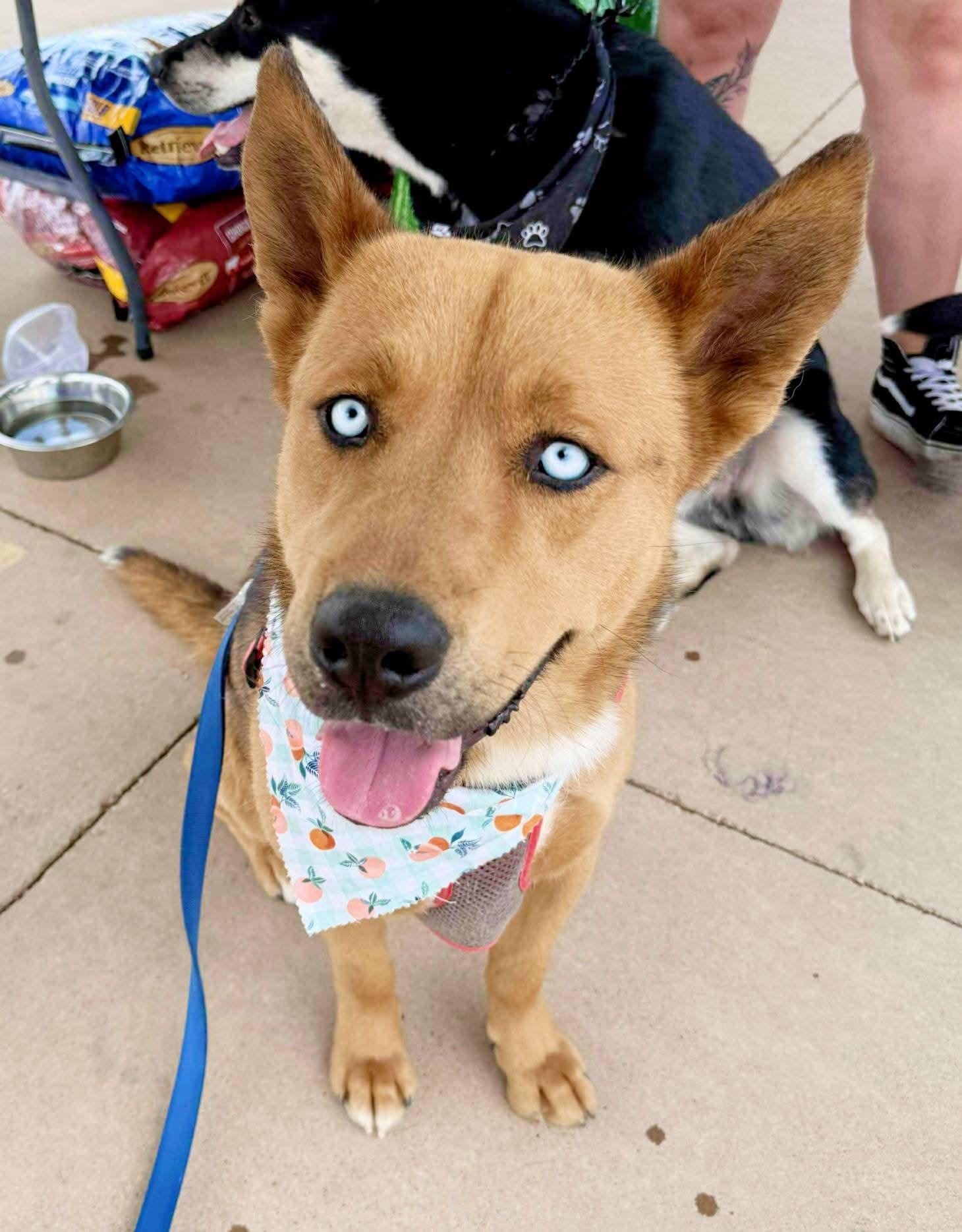 lol-Drax, an adoptable Husky, Shepherd in Billings, MT, 59101 | Photo Image 1