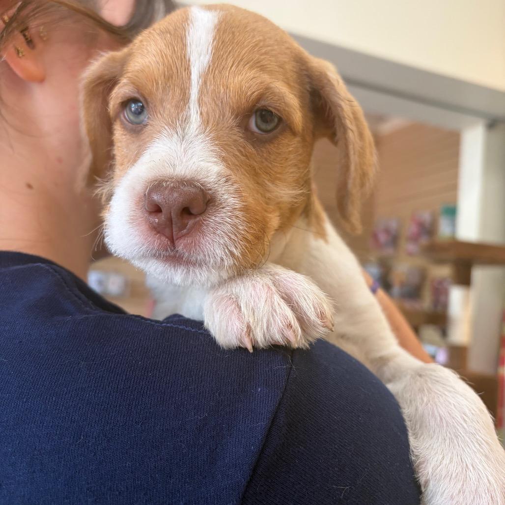 Spot, Adoptable, Puppy Female Mixed Breed.