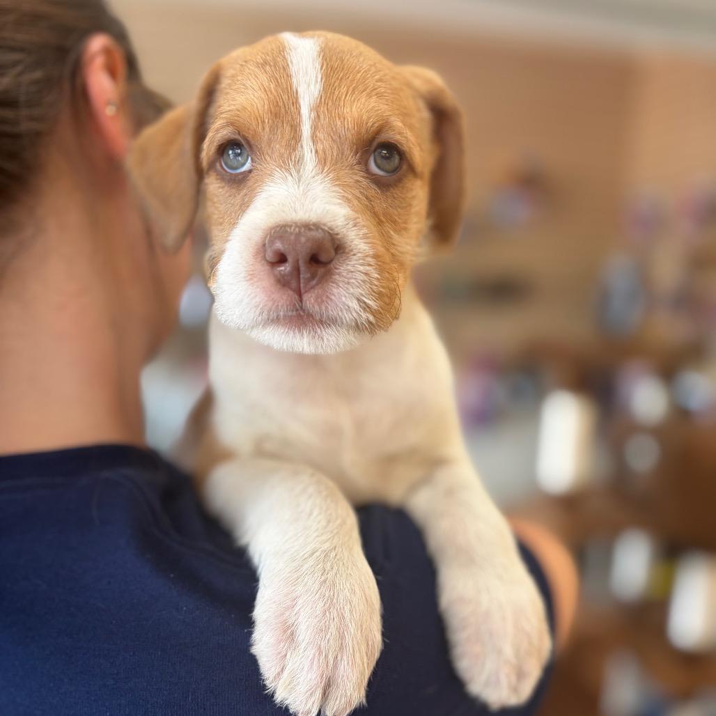 Spot, a Adoptable Mixed Breed in Morrisville, VT image 2/6