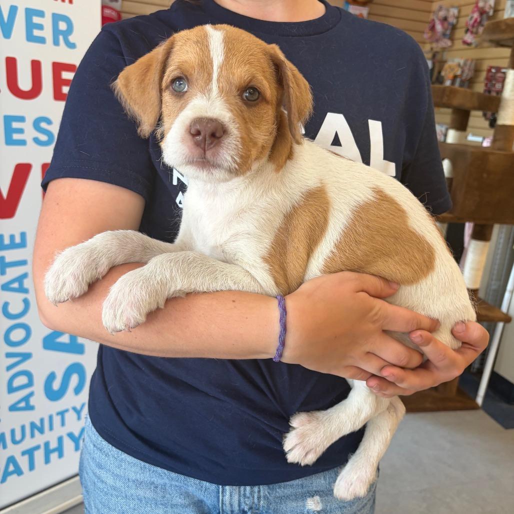 Spot, a Adoptable Mixed Breed in Morrisville, VT image 3/6