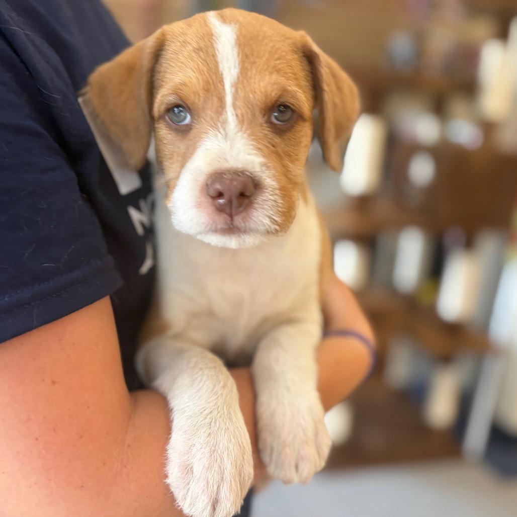 Spot, a Adoptable Mixed Breed in Morrisville, VT image 4/6