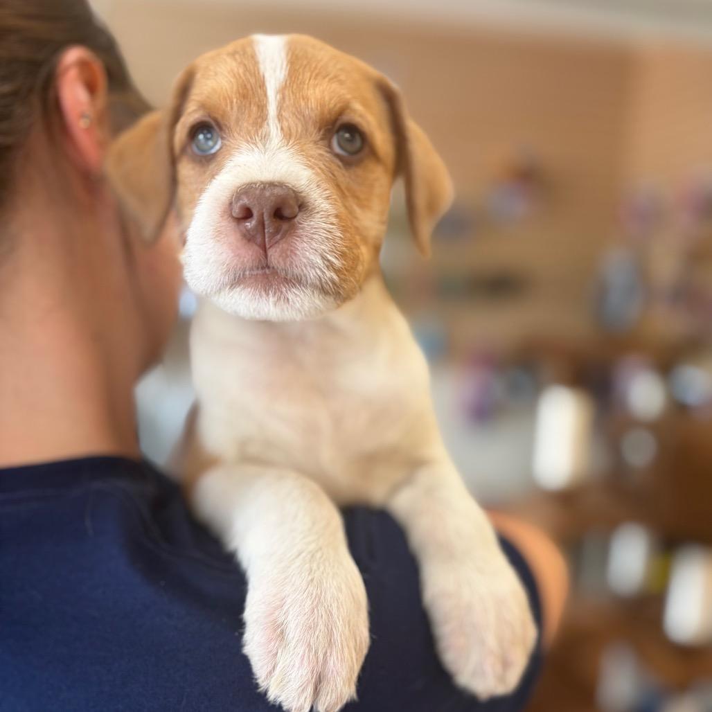 Spot, a Adoptable Mixed Breed in Morrisville, VT image 5/6