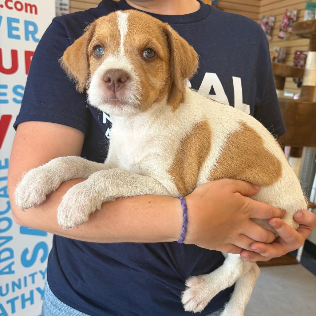 Spot, a Adoptable Mixed Breed in Morrisville, VT image 6/6