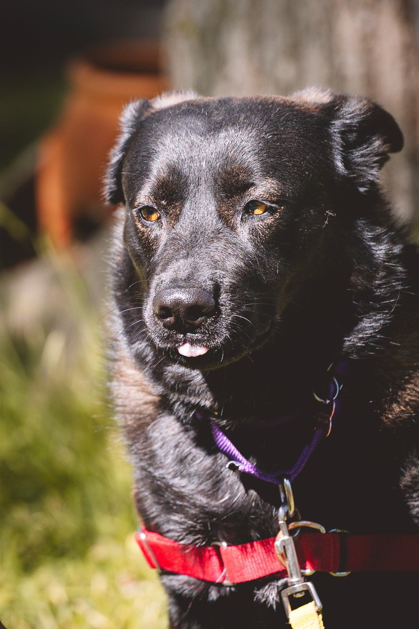 Enlarge Siri, a Adoptable mixed breed in Dallas, TX image 6/6
