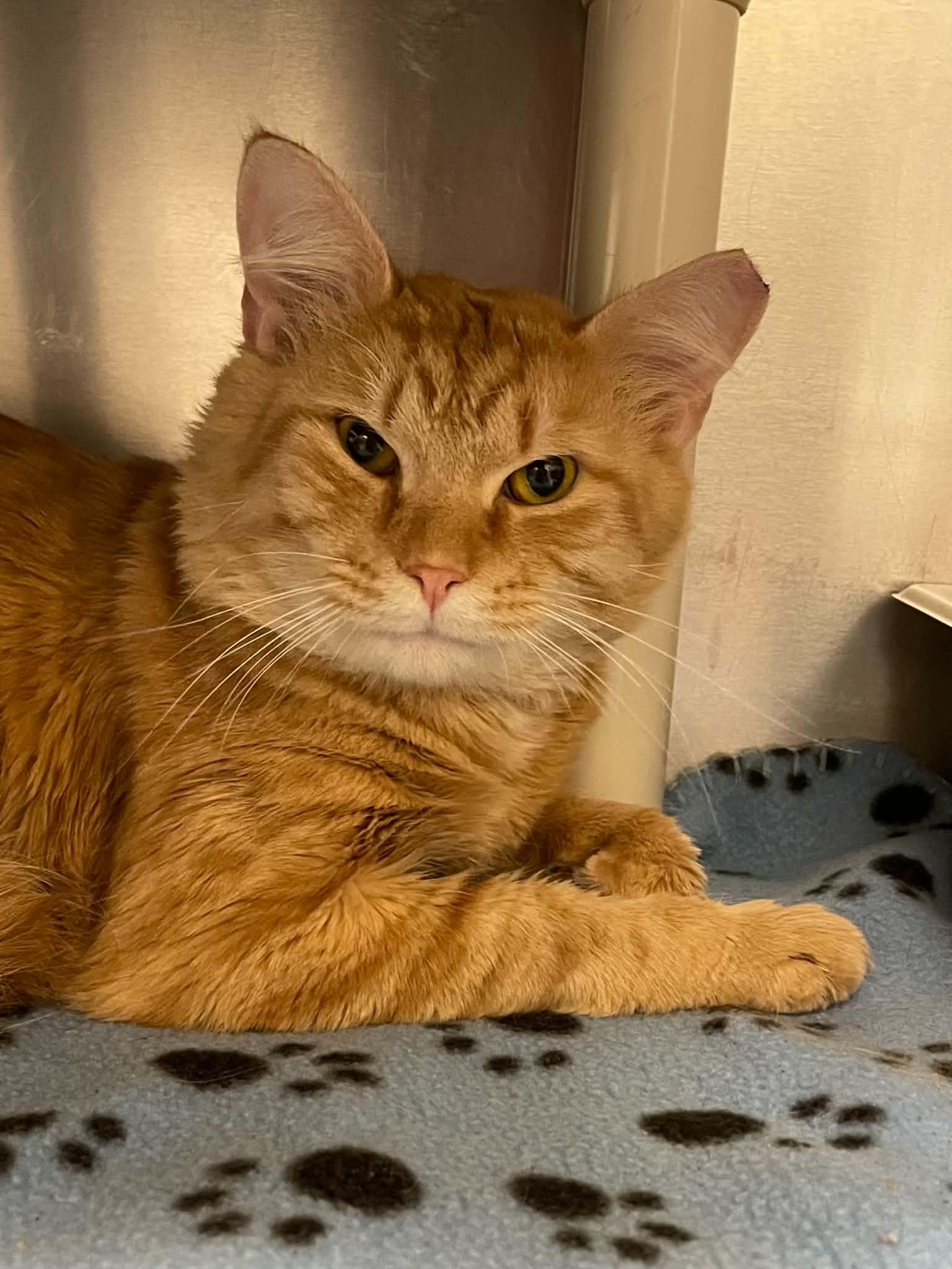 Garfield, Adoptable, Adult Male Domestic Medium Hair.