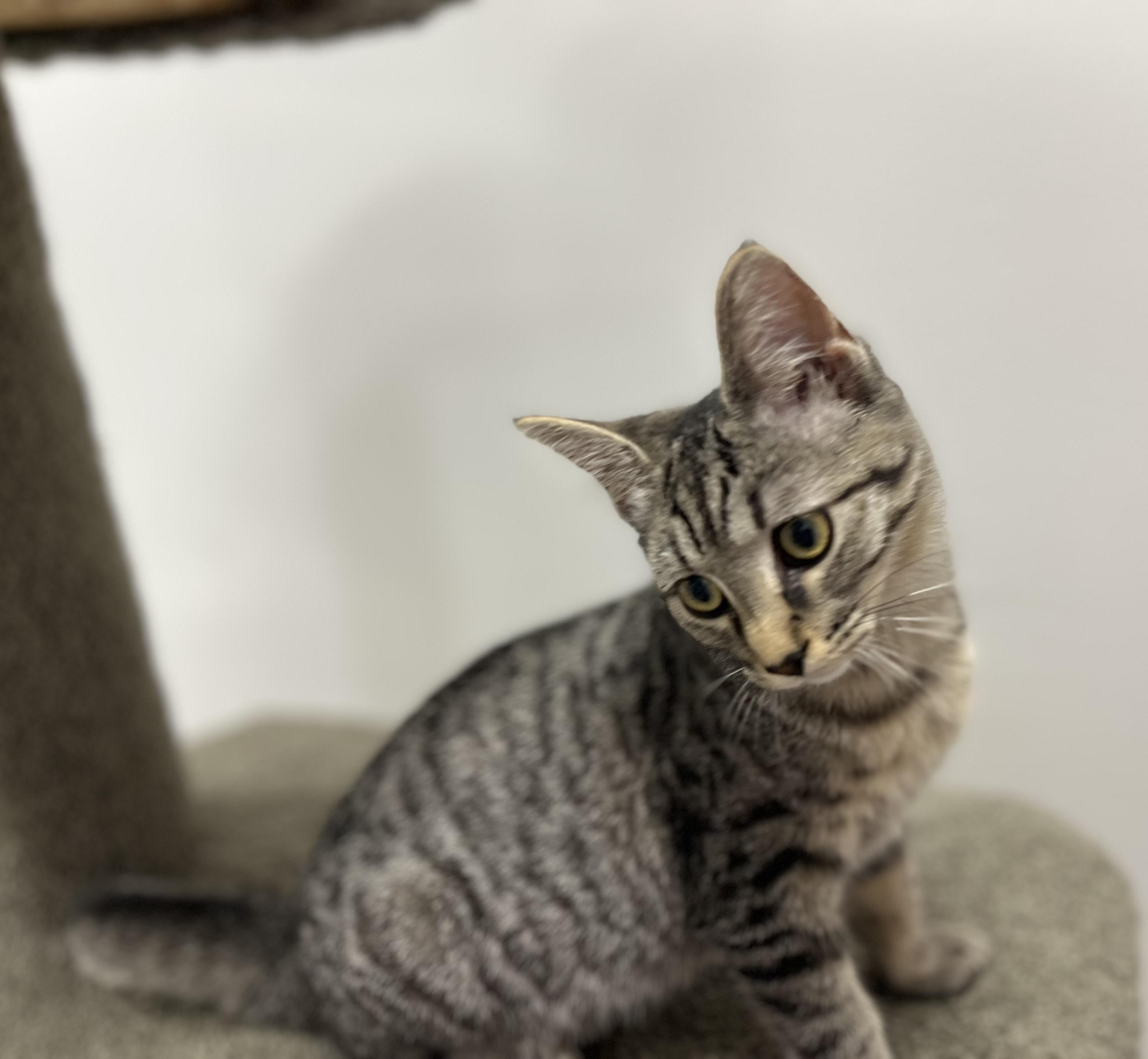 Enlarge Survi — Tiny Survivor, HUGE Personality, a Adoptable Tabby in Pickerinton, OH image 4/5