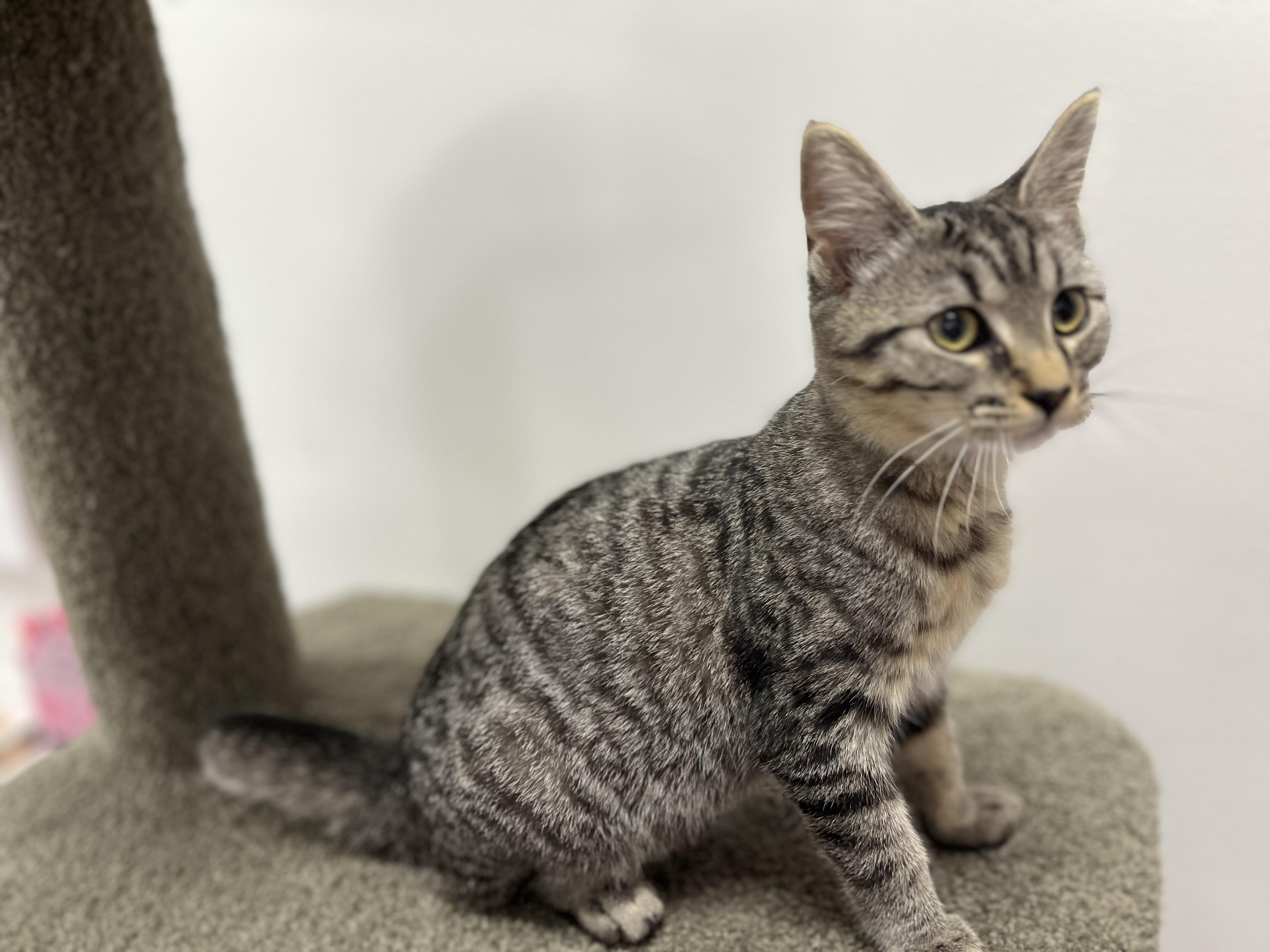 Enlarge Survi — Tiny Survivor, HUGE Personality, a Adoptable Tabby in Pickerinton, OH image 5/5