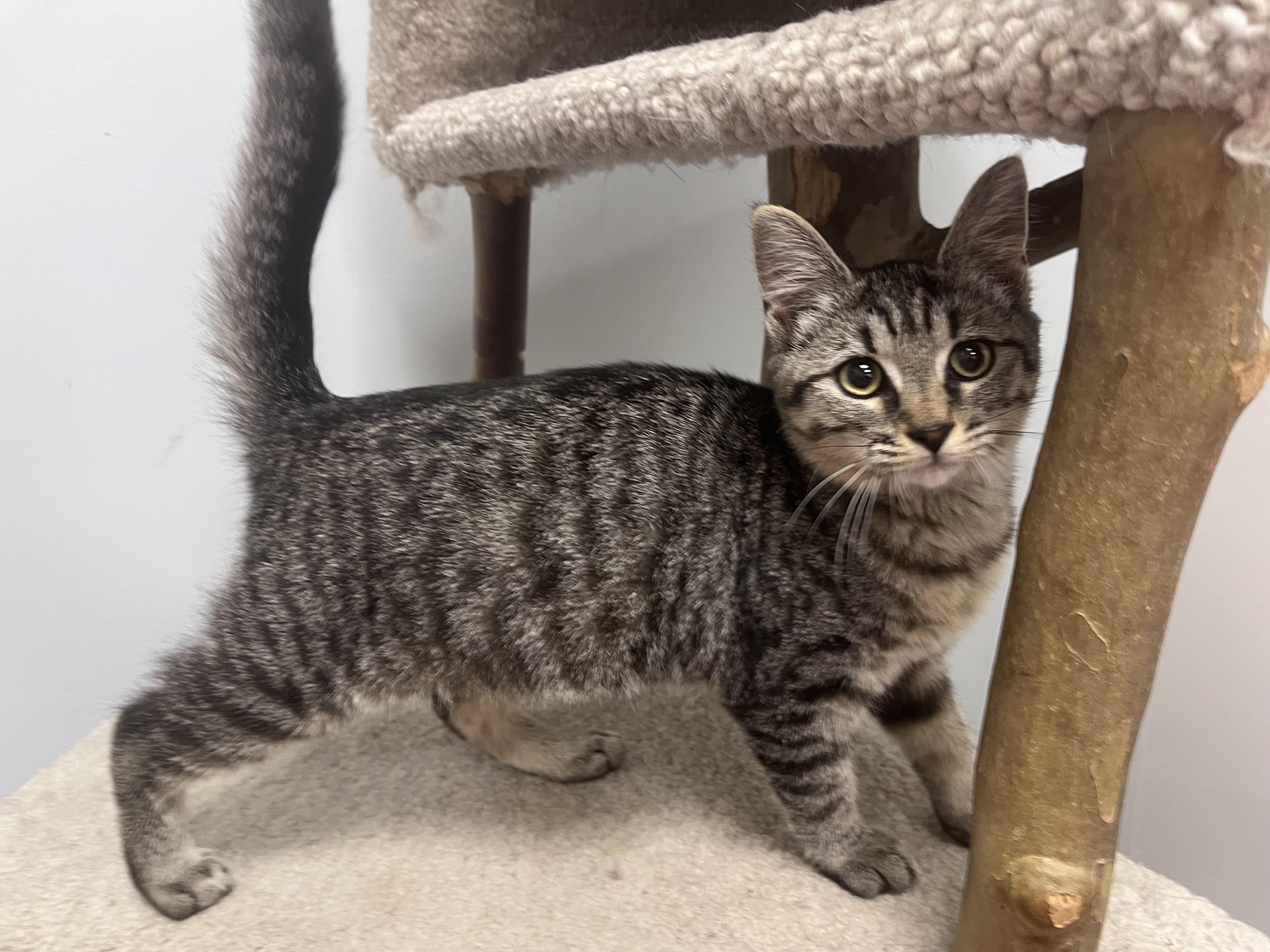 Enlarge Survi — Tiny Survivor, HUGE Personality, a Adoptable Tabby in Pickerinton, OH image 2/5