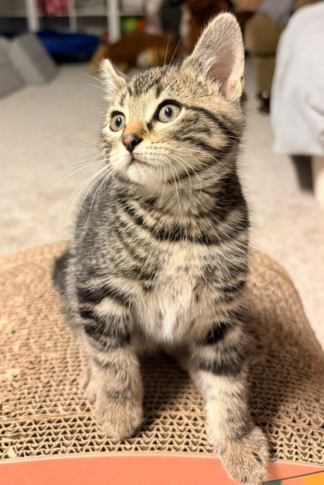 Enlarge Survi — Tiny Survivor, HUGE Personality, a Adoptable Tabby in Pickerinton, OH image 1/5