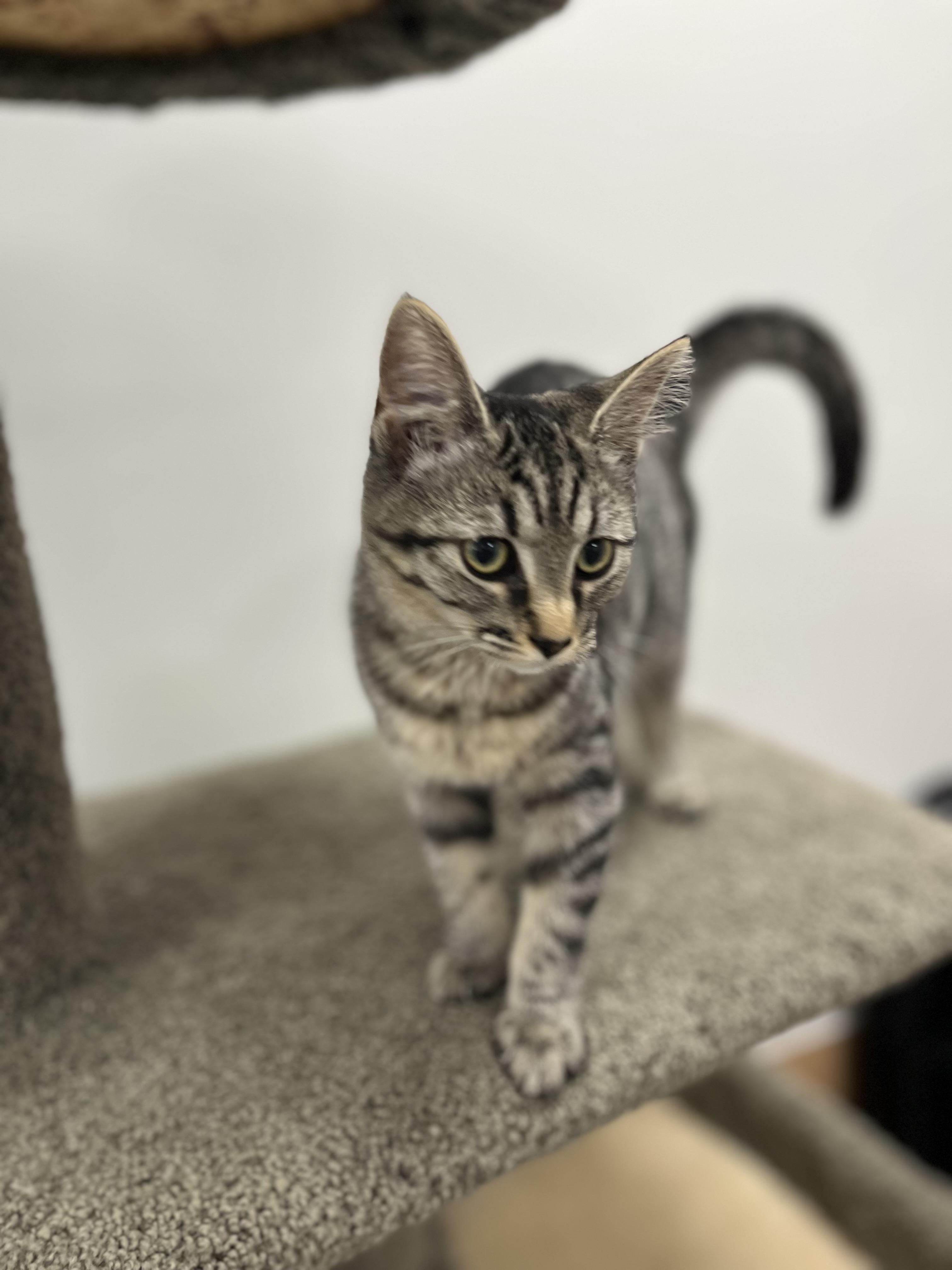 Enlarge Survi — Tiny Survivor, HUGE Personality, a Adoptable Tabby in Pickerinton, OH image 3/5