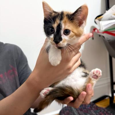 Clare & Carlow, a ADOPTABLE Domestic Short Hair in Mississauga, ON image 2/3