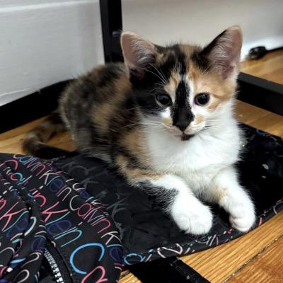 Clare & Carlow, a ADOPTABLE Domestic Short Hair in Mississauga, ON image 1/3