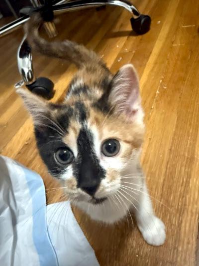 Clare & Carlow, a ADOPTABLE Domestic Short Hair in Mississauga, ON image 3/3