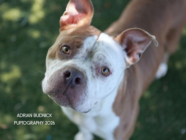 Enlarge Midge, a ADOPTABLE Mixed Breed in Nashville, TN image 1/2