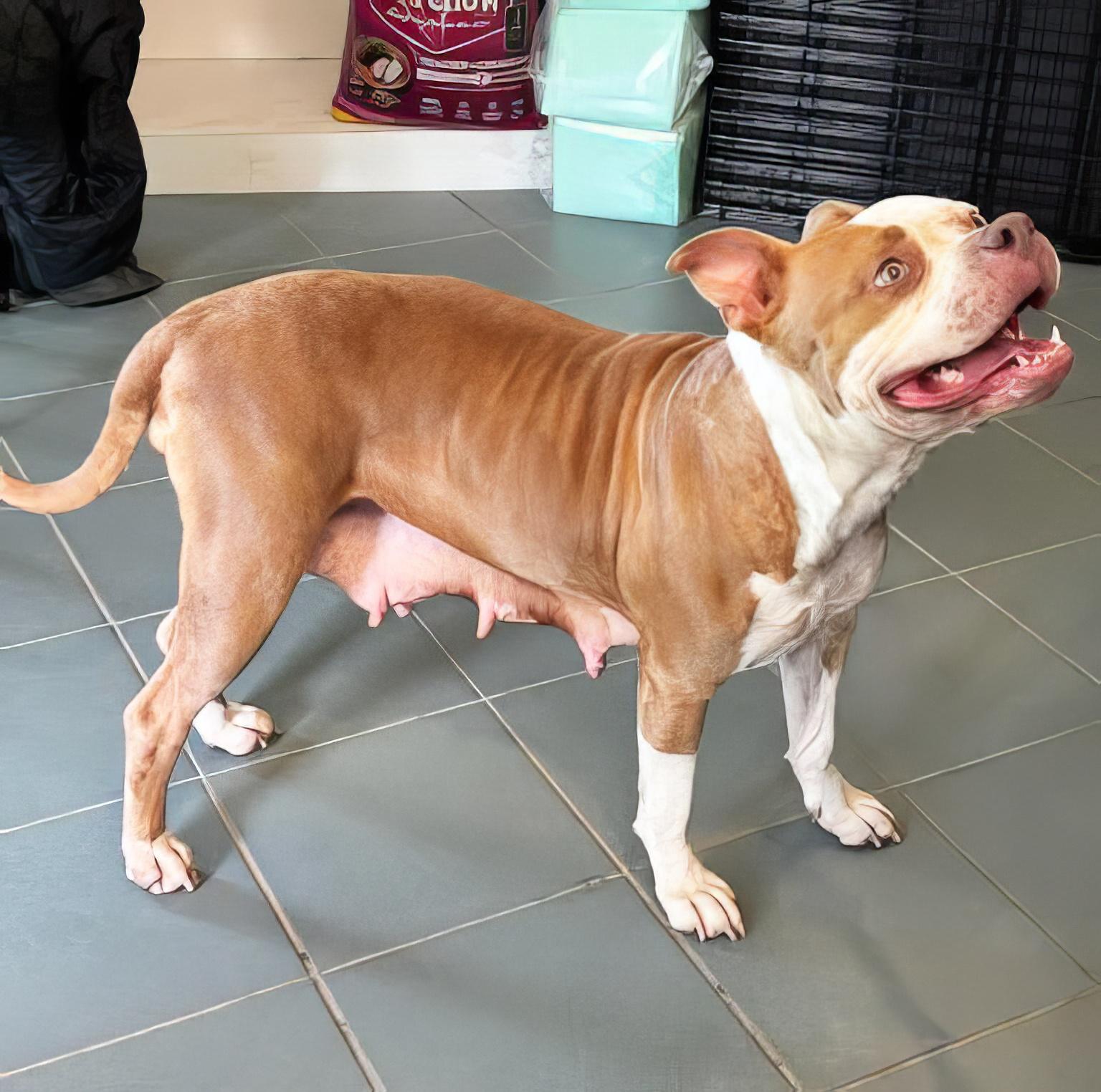 Enlarge Midge, a ADOPTABLE Mixed Breed in Nashville, TN image 2/2