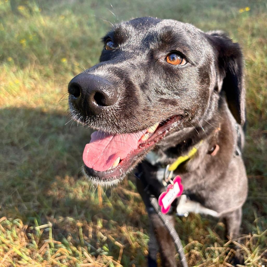 Enlarge Suzy, a Adoptable Labrador Retriever in Wake Forest, NC image 1/6