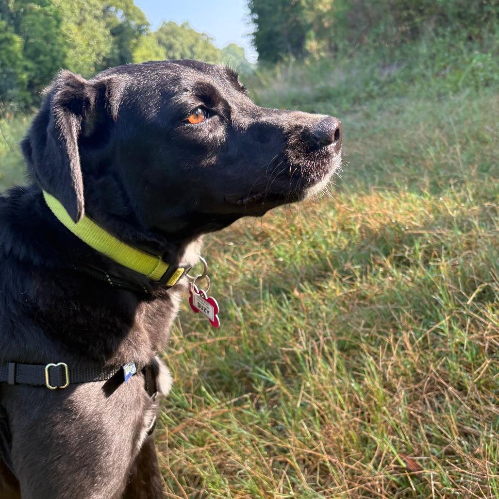 Enlarge Suzy, a Adoptable Labrador Retriever in Wake Forest, NC image 2/6