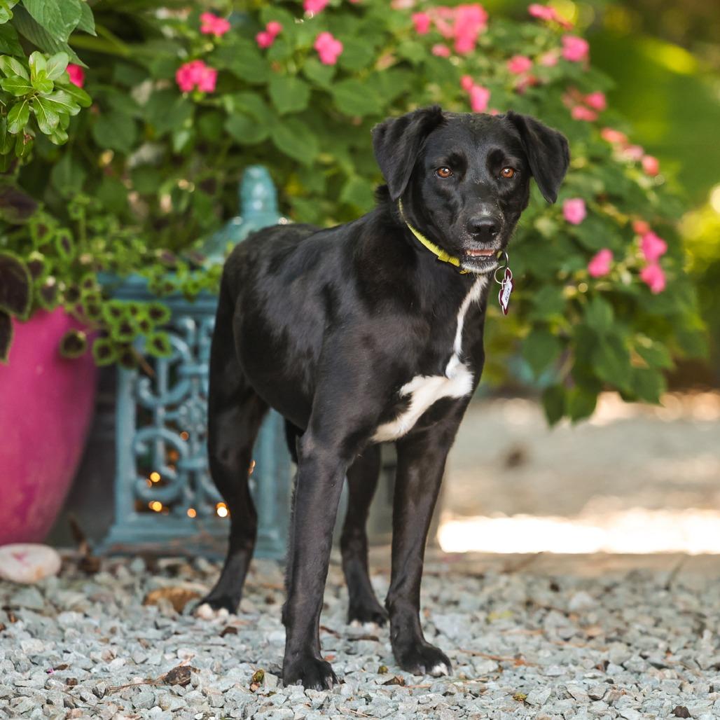 Enlarge Suzy, a Adoptable Labrador Retriever in Wake Forest, NC image 3/6