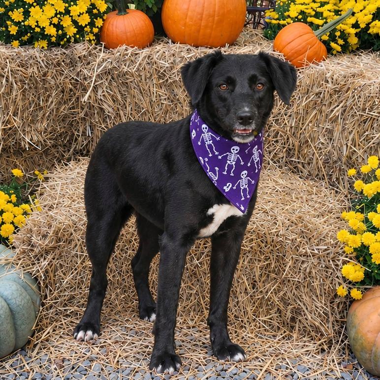 Enlarge Suzy, a Adoptable Labrador Retriever in Wake Forest, NC image 4/6