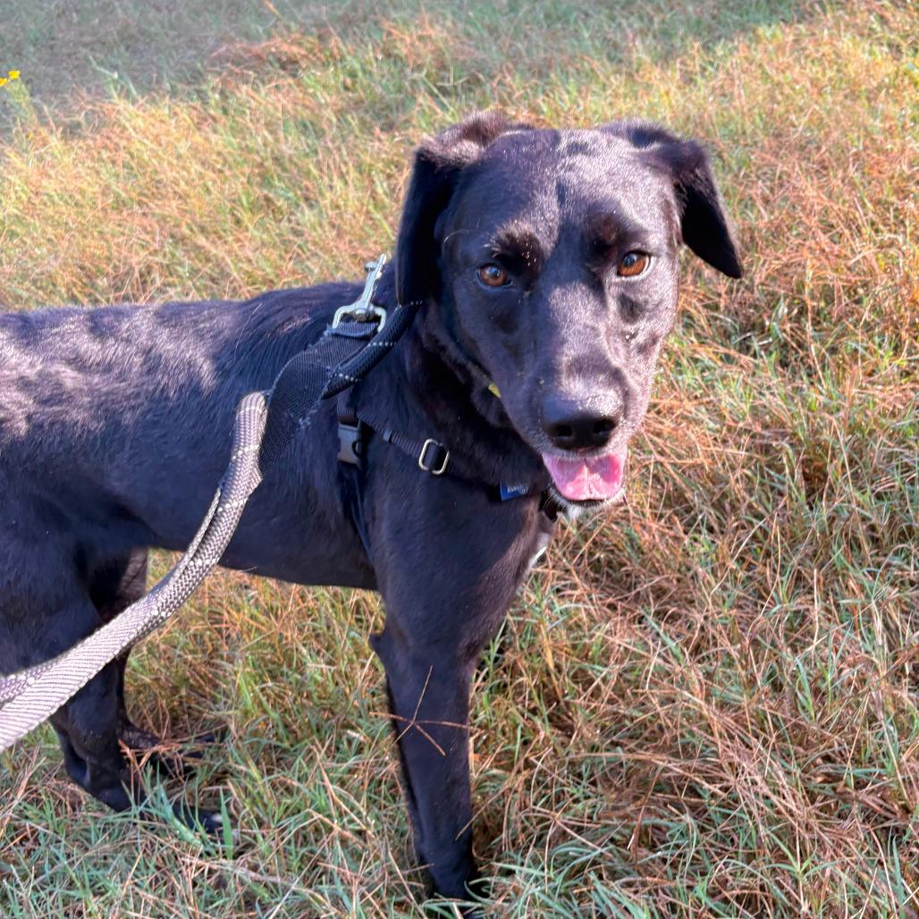 Enlarge Suzy, a Adoptable Labrador Retriever in Wake Forest, NC image 5/6